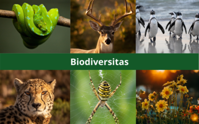 Business and Finance Sector Need to Stay In Line with Biodiversity
